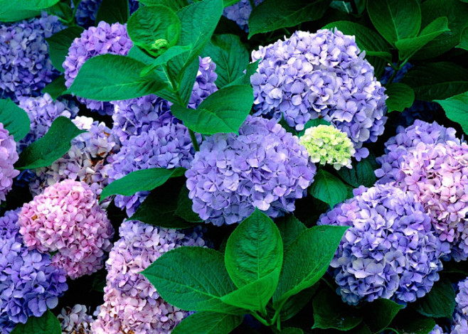 绣球花

　　又名八仙花、紫阳花、七变化...