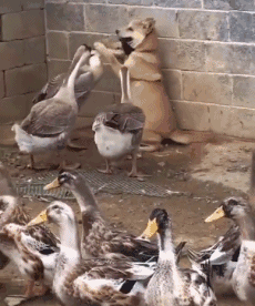 搞笑gif动图_【快资讯】