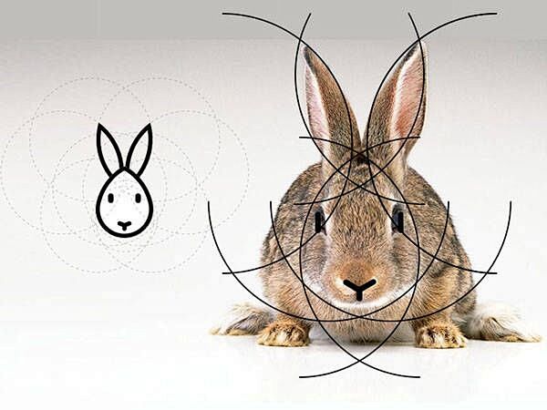 兔子logo圆形切