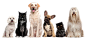 Dog And Cat 990*440 transprent Png Free Download - Dog, Cat, Paw. - CleanPNG / KissPNG