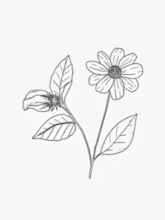 图源免费EPS |单花矢量线条艺术