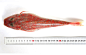 【活鲜】三山蟹岛 野生海鱼红头鱼 大个头 550-750g/条 鲜海鱼鲜活 海鲜水产【图片 价格 品牌 报价】-京东