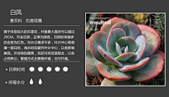 用户34gcG0t5采集到白凤