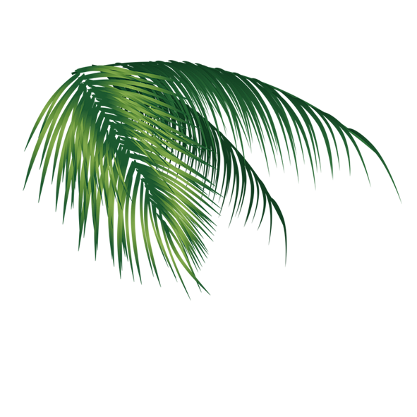 椰子树叶