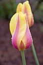 Pink & Yellow Tulips - Lovely - look how beautifully those leaves nurture its interior. How often do we humans nurture our own  souls?: 