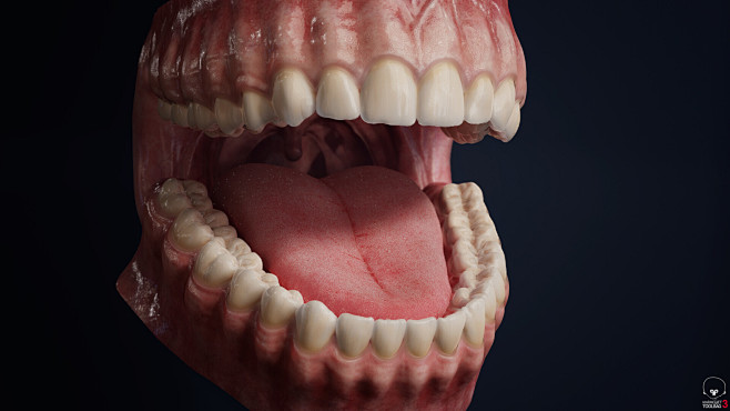 Teeth model - anatom...