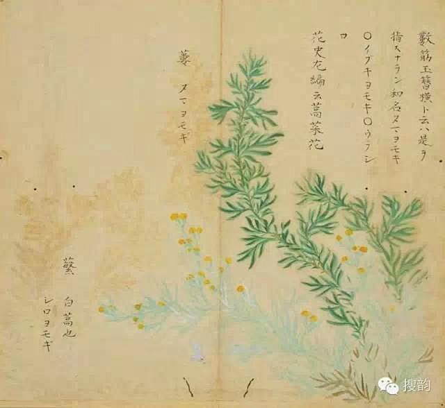 【蒌】　lóu　【蘩】　fán
释名
蒌...