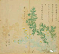 【蒌】　lóu　【蘩】　fán
释名
蒌，《玉篇》蒿属。《尔雅·释草》购，蔏蒌。《诗·周南》言刈其蒌。《疏》叶似艾，正月根芽生，茎正白，生食之脆美。《楚辞·大招》吴酸蒿蒌，不沾薄只。《注》言爚蒌蒿以为齑也。
蘩，《玉篇》白蒿也。《尔雅·释草》蘩，皤蒿。《韵会》陆玑曰：春始生香，美可蒸食，秋名曰蒿，可以为菹。《诗·周南》于以采蘩。又《豳风》采蘩祁祁。《传》蘩所以生蚕。《正字通》蚕未出，煮蘩以沃之，则易出。
诗句
翘翘错薪，言刈其蒌。 汉广
于以采蘩，于沼于沚。 采蘩
春日迟迟，采蘩祁祁。 国风·豳风 七月