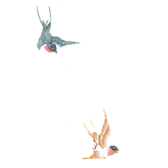 手绘古风中式花卉免扣素材