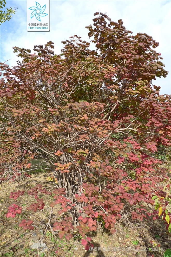 鸡树条 Viburnum opulus L. subsp. calvescens (Rehder) Sugimoto 中国植物图像库 可能有 ...