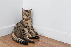 点击来源直接获取大图文件 |木地板上好奇的猫