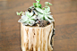 生活的花器——手工制作小木桩 | 我爱搜罗网