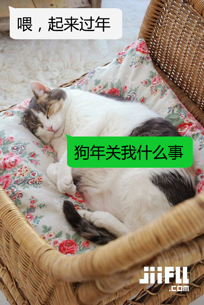 jiifll-新年祝福-宠物狗猫表情包-...