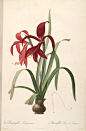 sprekelia-formosissima-rawscan.jpg (4284×6535)