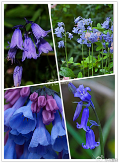 神无月浅希采集到花草 一花一世界