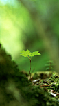 小清新绿芽护眼手机壁纸