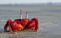 Ghost crab in Frazerganj,West Bengal, India
Picture: Avrajjal Ghosh / Barcroft India