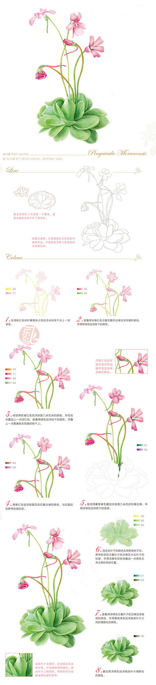 彩铅手绘教程、色铅笔