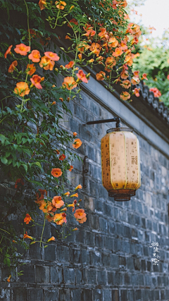 土豆炖牛肉饭采集到花卉