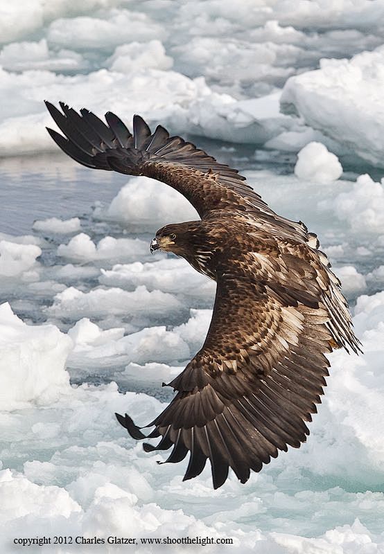 White-tailed Sea Eag...