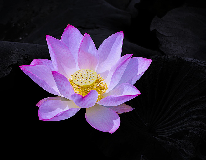 莲花