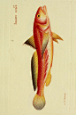 鱼类图鉴●金线鱼