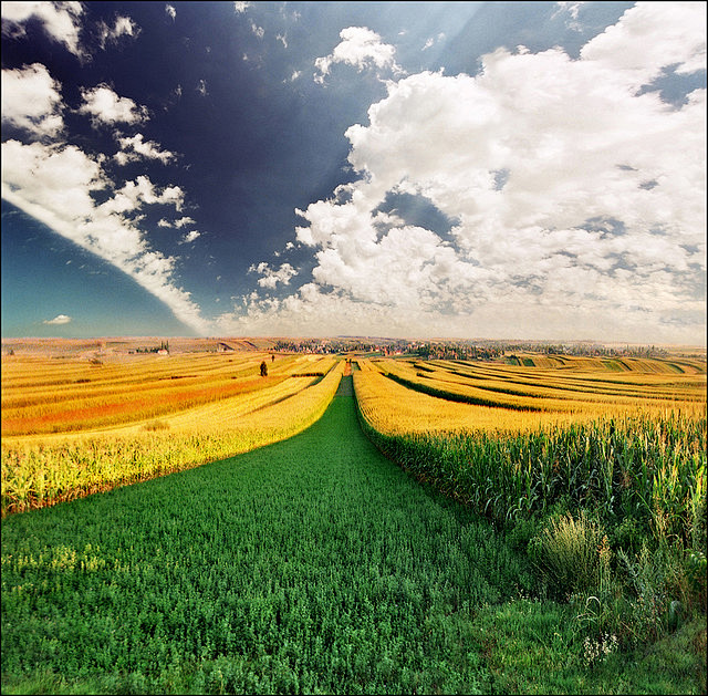 夏季景观.潘诺尼亚平原,塞尔维亚