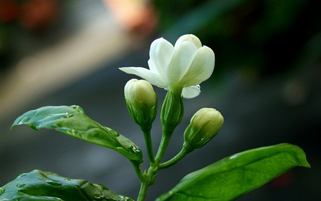 香气浓郁的茉莉花壁纸桌面壁纸1