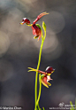 Caleana major/Flying Duck Orchid.这就是大名鼎鼎的飞鸭兰了。整个花朵实际上是个机关，当叶蝇降落在唇瓣上，“鸭头”就下垂击打蝇子从而把花粉卸载到它身上。目前还不能人工种植，因为兰根必须要跟某种真菌共生才行。以前看见的图片都没有叶子，这次把生境和叶子送上。