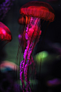 Red Jellyfish | Amazing Pictures