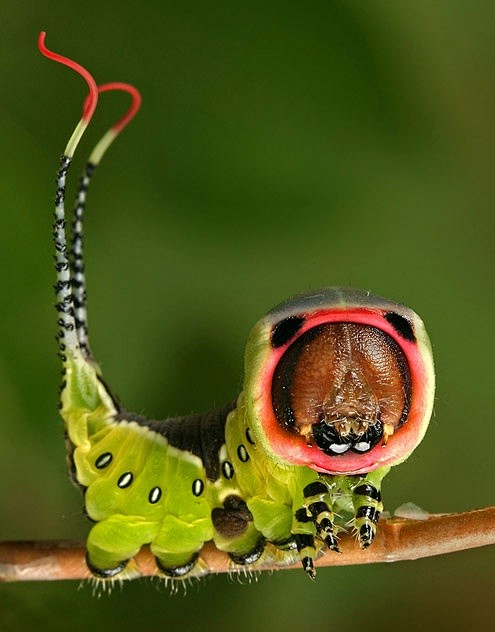 Caterpillar