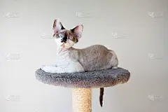 漂亮的猫坐在抓人的柱子上