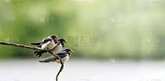 在一个阳光明媚的夏日，三只小鸟村燕子坐在树枝上