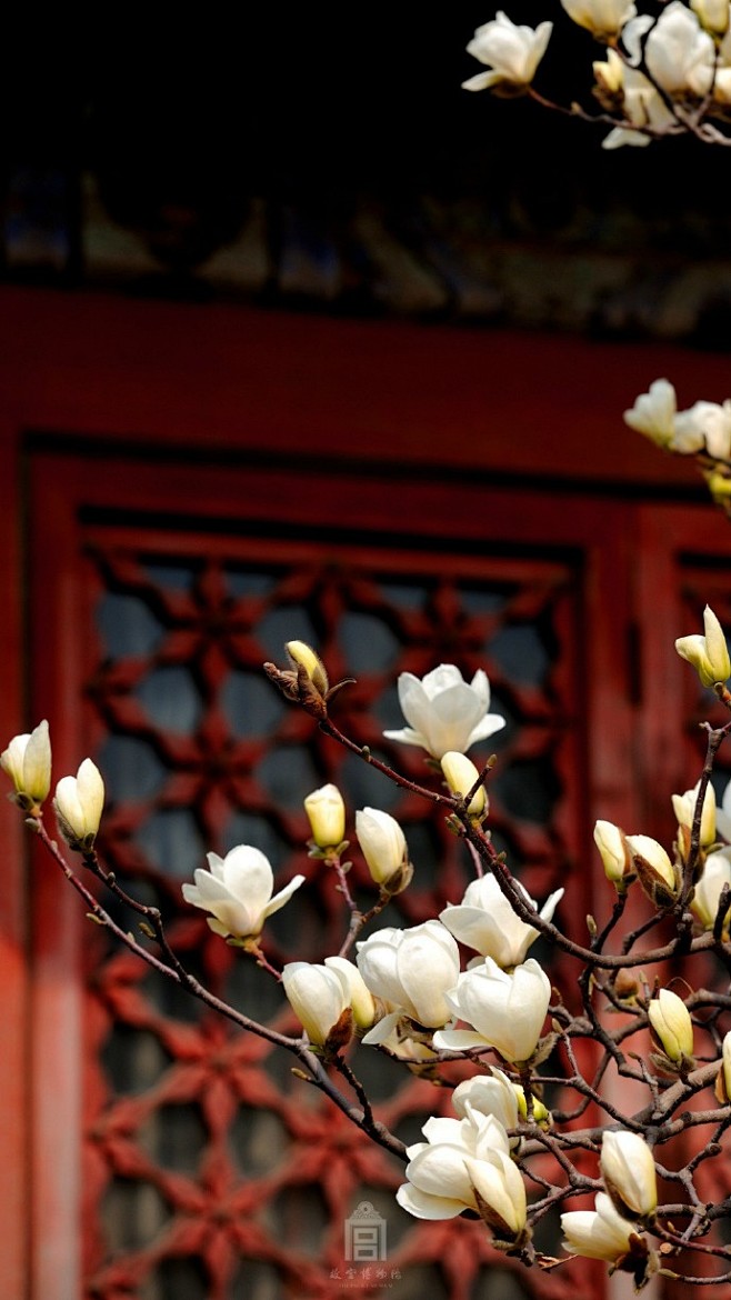 #爱上这座城#丙申年二月十五日，花朝。京...