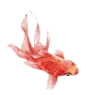 手绘 鱼