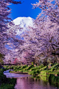 Mt.Fuji, Cherry Blossom.  HOST FAMILIES NEEDED for high school exchange students from Japan.  Contact OCEAN for more information.  Toll-Free: 1-888-996-2326; E-mail: info@ocean-intl.org; Web: www.ocean-intl.org: 