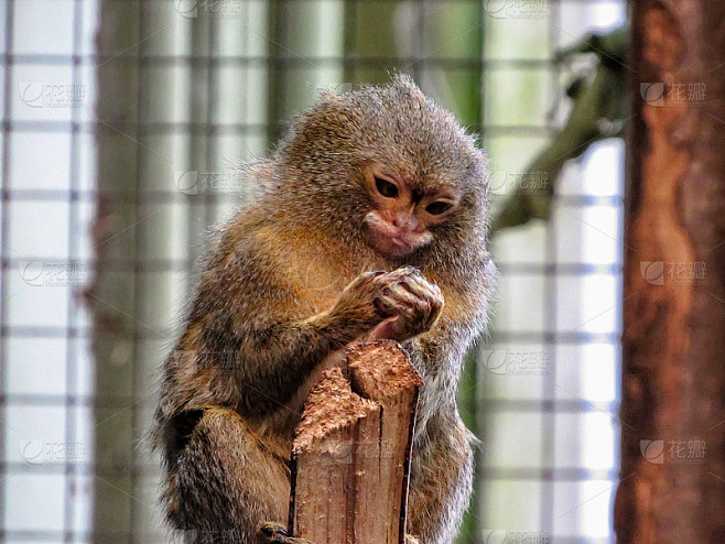 侏儒狨猴(Cebuella pygmaea)，世界上最小的猴子，正在检查其指甲