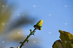 黄瓜的花和叶靠近了。大自然蔬菜食品植物蓝天背景壁纸照片