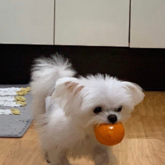 邱CCii采集到豆包鸭