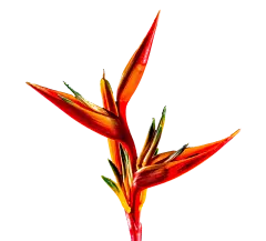 花  PNG  向日葵  