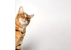 点击来源直接获取大图文件 |有趣的猫从墙后偷看。