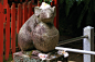 京都大豊神社（版权）