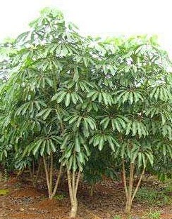 D 大叶伞(丛生大叶伞)-花瓣网