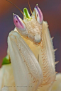 Orchid Mantis  ♥ ♥ www.paintingyouwithwords.com: 