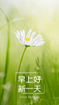 早安问候唯美手机海报