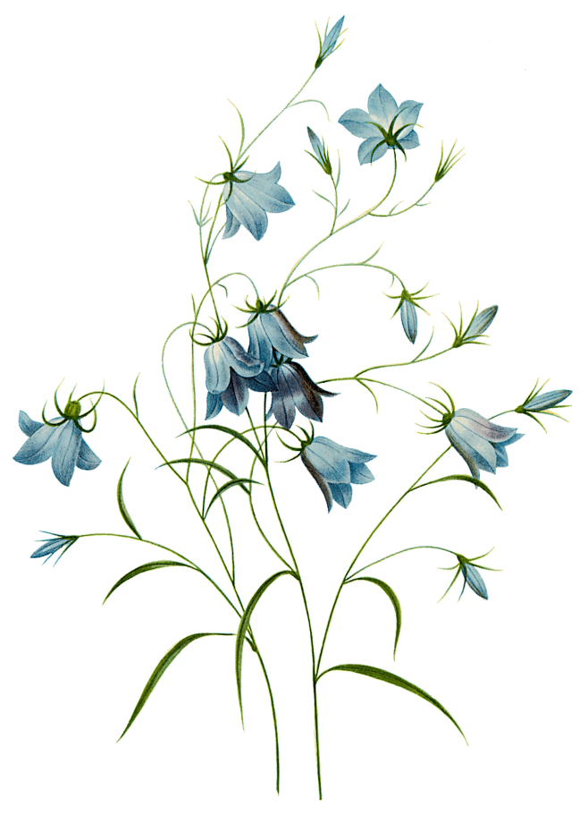 手绘花