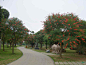 鸡冠刺桐-南宁青秀山-国家AAAAA级风景区
鸡冠刺桐
拉丁名：Erythrina crista-galli Linn.
科    属：豆科、刺桐属
花    期：4-7月
观赏地点：兰园、东盟园等