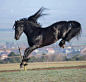 jumping for joy! #horse | A - Equine