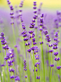 时光所偷走的，永远是你眼皮底下看不见的珍贵，再美好的也是经不住我们的遗忘。
#微距# #鲜花# #薰衣草#灬铃兰灬 采集
'Purple Bouquet' English Lavender