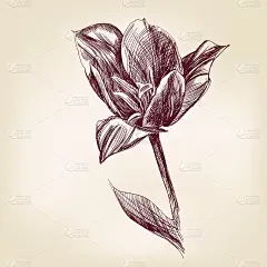 手绘郁金香